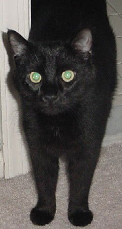 Black Kitty