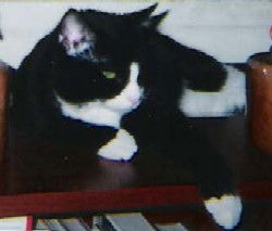 Chazz