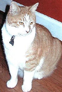 Chauncy