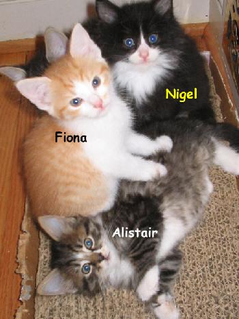 Nigel