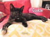 Cookie