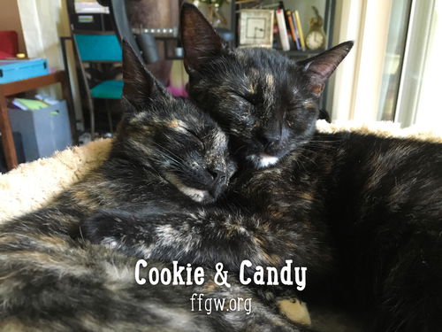 Cookie
