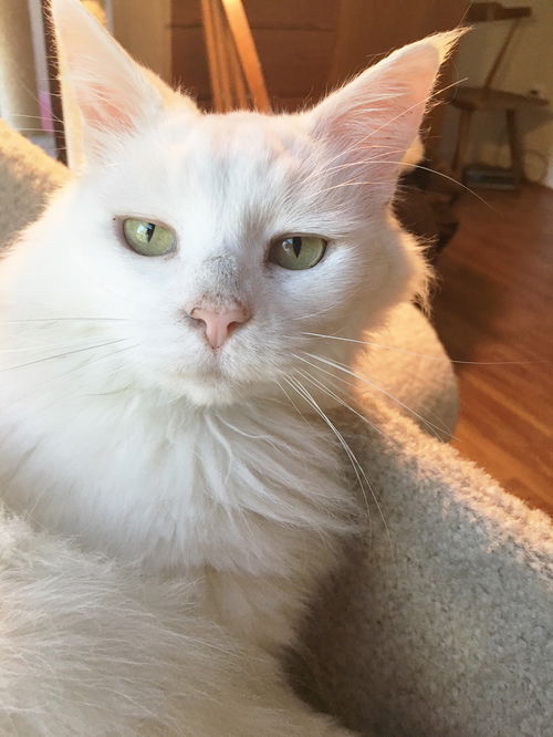 Buddy