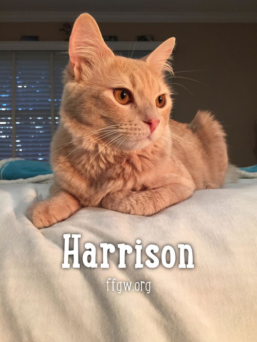 Harrison