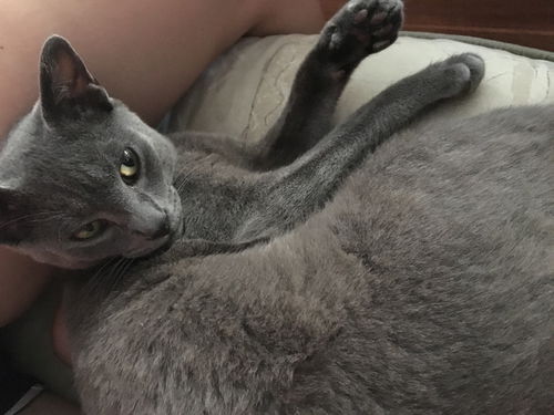 Colby
