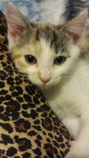 Darla