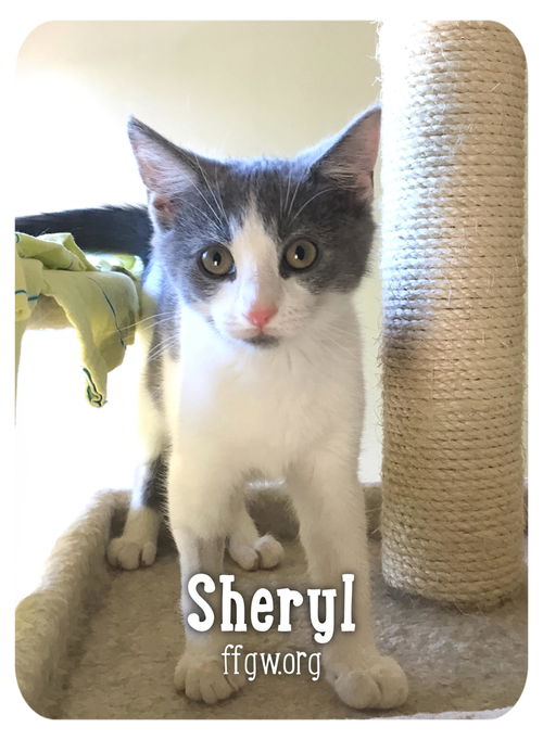Sheryl