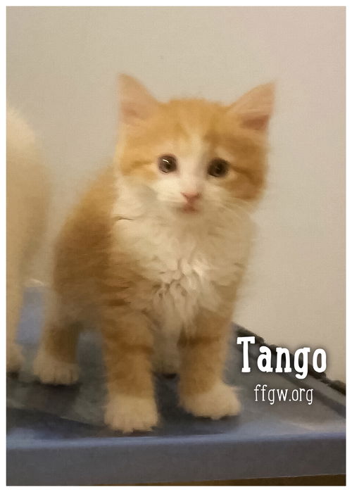 Tango