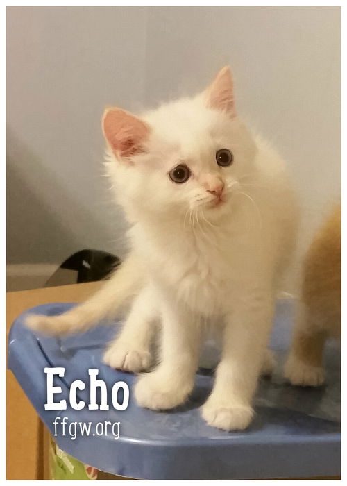 Echo