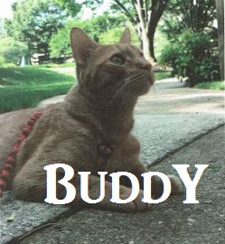 Buddy