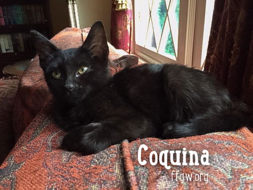 Coquina