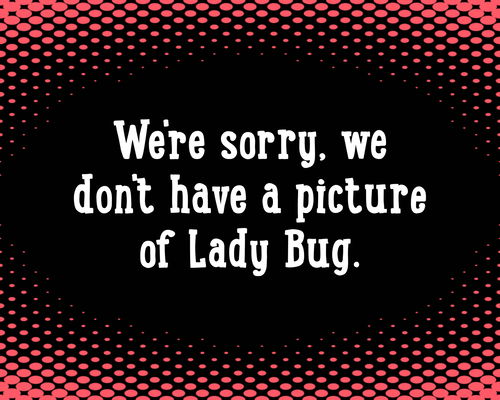 Lady Bug