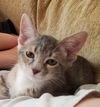 Little Gray