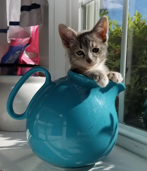 Little Gray