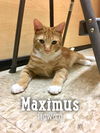 Maximus