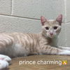 Prince Charming
