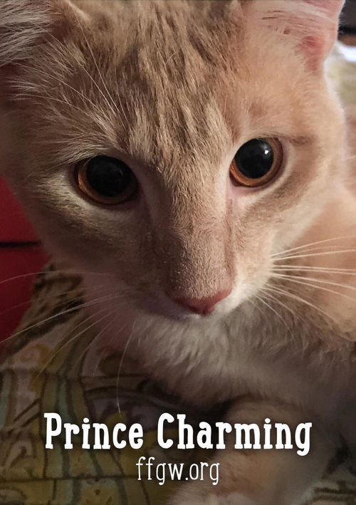 Prince Charming