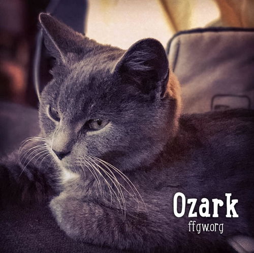 Ozark