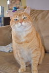 Gingersnap