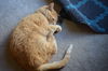 Gingersnap