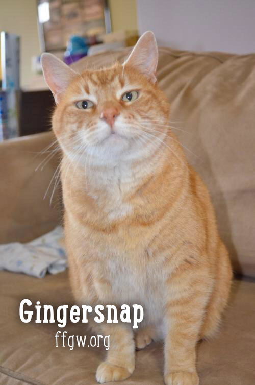 Gingersnap
