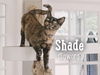 Shade