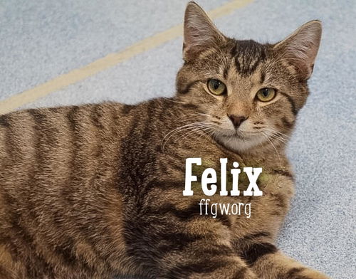 Felix