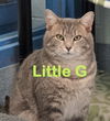 Little G