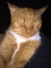 Bix