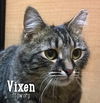 Vixen