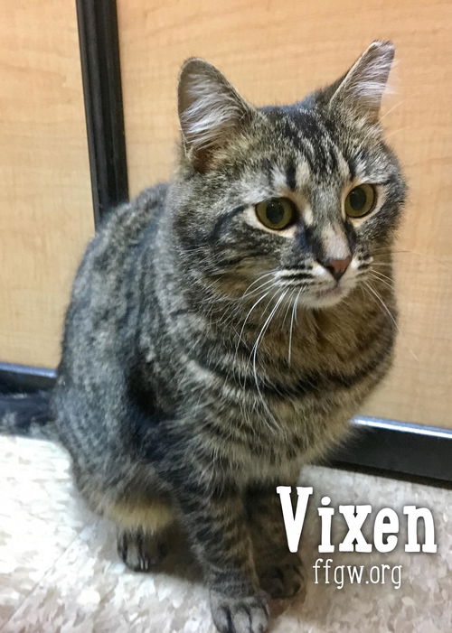 Vixen