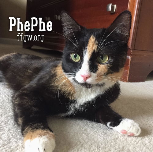 PhePhe