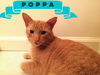 Poppa