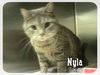 Nyla