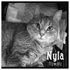 Nyla