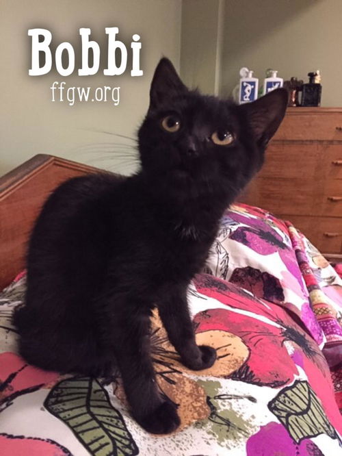 Bobbi