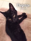 Cheyenne