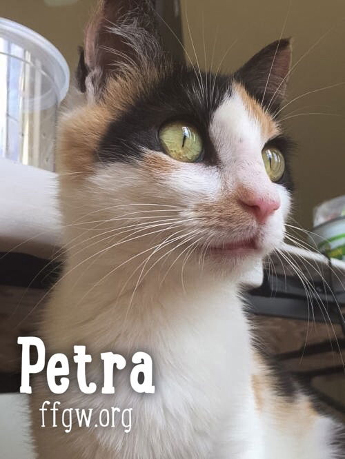 Petra
