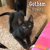 Gotham