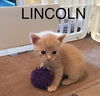 Lincoln