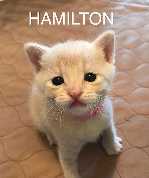 Hamilton