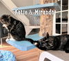 Miranda