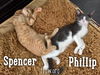 Phillip