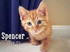 Spencer