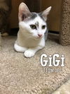 GiGi