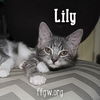 Lily