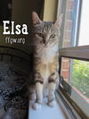 Elsa