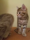 Mittens