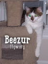 Beezur