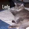 Lady